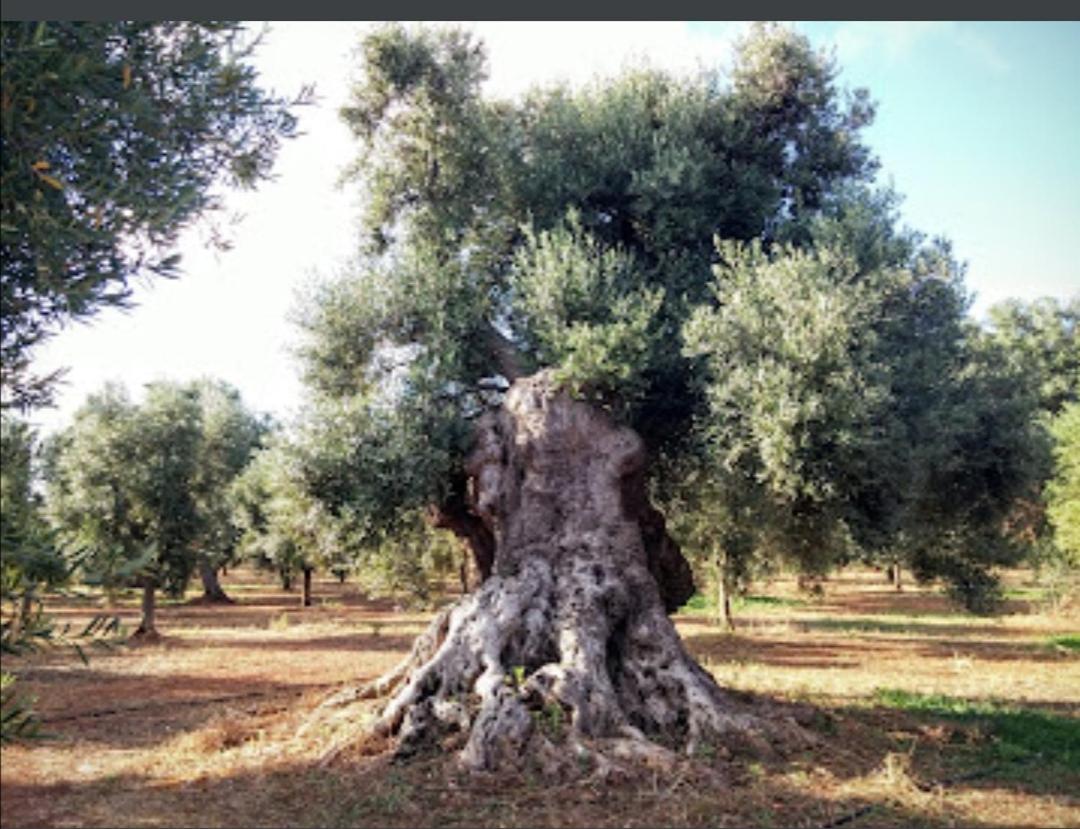 Room In Bb - Stunning Quadruple Room In Ancient Masseria Near The Sea In A Quiet Olive Trees Ostuni Εξωτερικό φωτογραφία