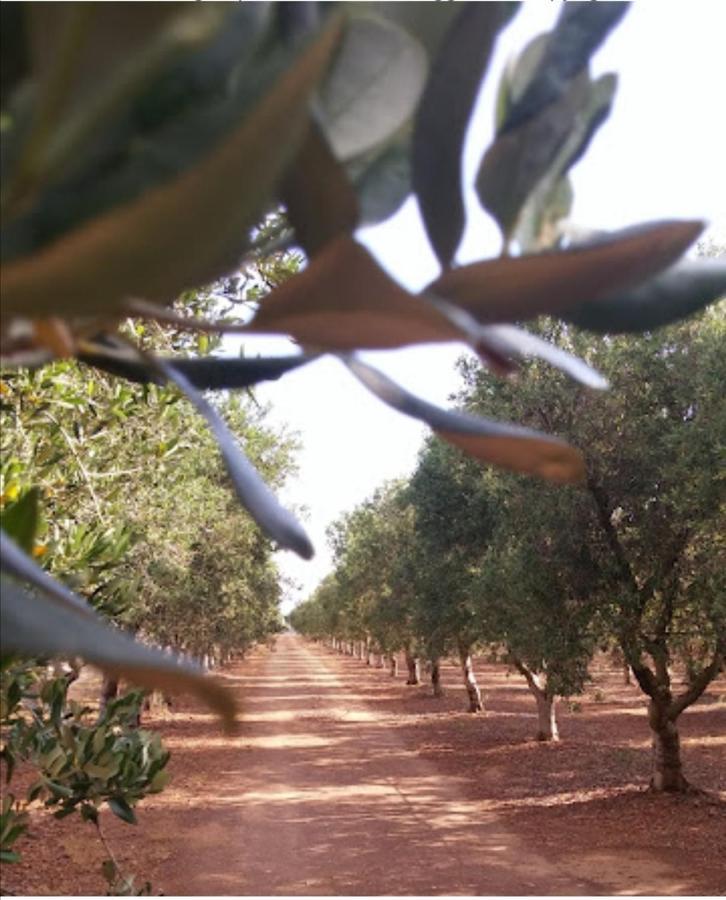 Room In Bb - Stunning Quadruple Room In Ancient Masseria Near The Sea In A Quiet Olive Trees Ostuni Εξωτερικό φωτογραφία